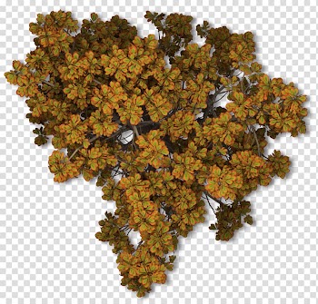 Tree Autumn leaf color Plant, autumn transparent background PNG clipart