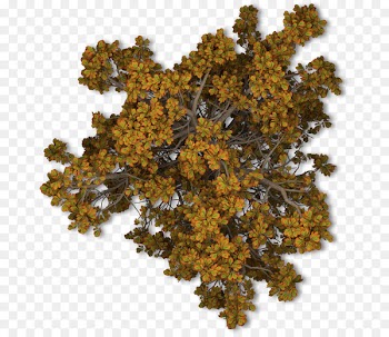 Tree Autumn Leaf Shrub - tree top view 