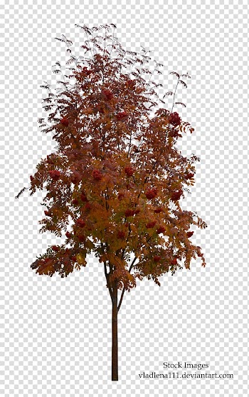 Tree Autumn Plant Twig, autumn transparent background PNG clipart