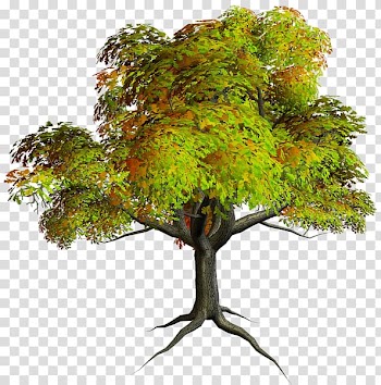 Tree , autumn transparent background PNG clipart