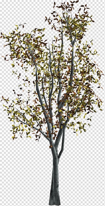 Tree Autumn , watercolor tree transparent background PNG clipart