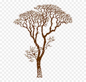 Tree Bare Ecology Environment Nature Forest - Tree Bare Ecology Environment Nature Forest