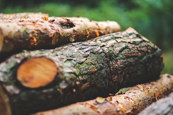 Tree bark