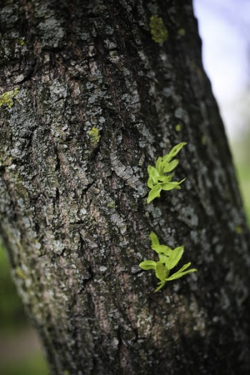 Tree bark