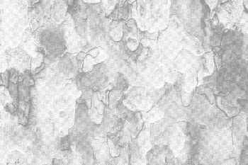 Tree bark png overlay texture, | Free PNG - rawpixel