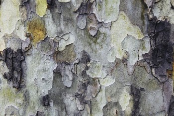 Tree bark texture, abstract background | Free Photo - rawpixel
