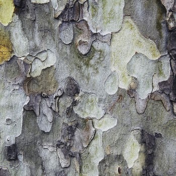 Tree bark texture, abstract background | Free Photo - rawpixel
