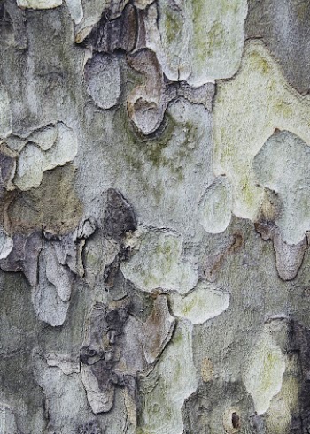 Tree bark texture background, close | Free Photo - rawpixel
