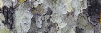 Tree bark texture background, twitter | Free Photo - rawpixel