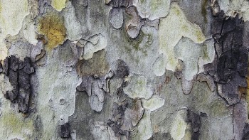 Tree bark texture desktop wallpaper, | Free Photo - rawpixel