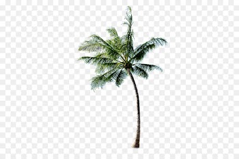 Tree Beach - coconut tree 