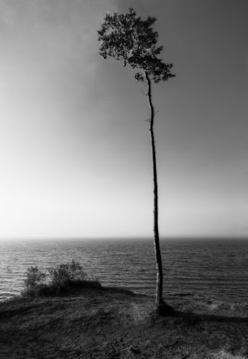 Tree Beside Body of Water