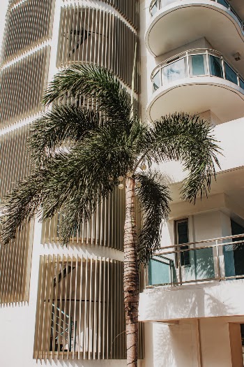 Tree Beside Building