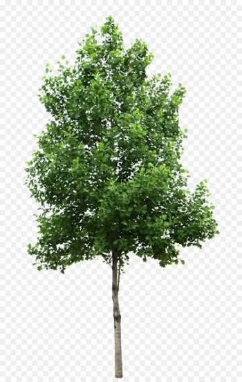 Tree Birch Clip art - Tree PNG Transparent Images 