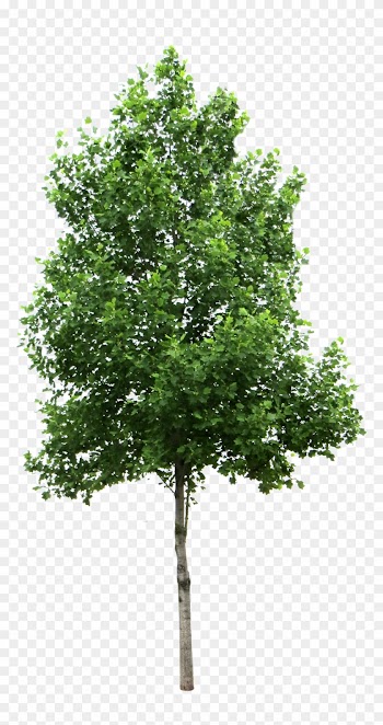 Tree - Birch Tree Png