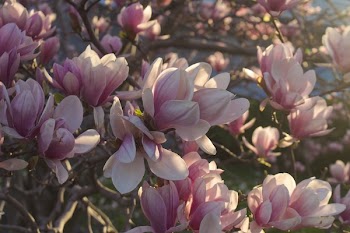 Tree Blossoms Blooming