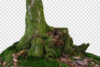 Tree boles , green moss with fall leaves transparent background PNG clipart