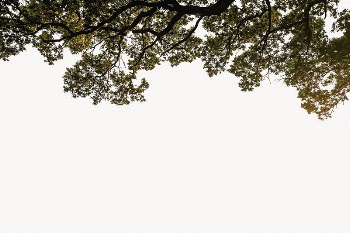 Tree border collage element, nature | Free PSD - rawpixel