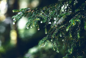 Tree Branch