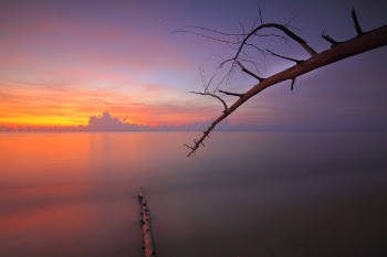 Tree Branch