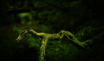 Tree Branch