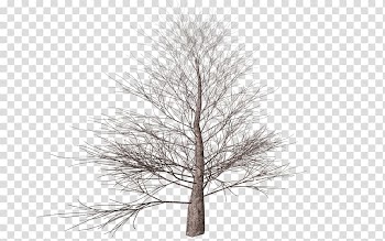 Tree Branch Autumn , tree transparent background PNG clipart