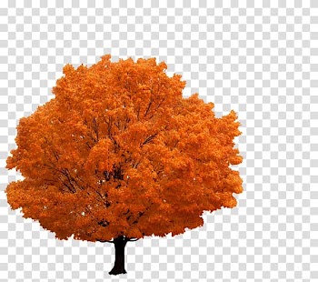 Tree Branch Autumn, tree transparent background PNG clipart