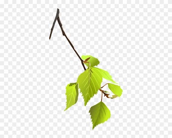 Tree Branch - Birch Leaf Clip Art