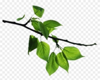 Tree Branch Clip Art - Natural Home Multi Purpose Towels