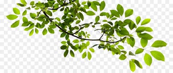 Tree Branch Clip art - Tree Branch Transparent PNG 