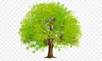 Tree, Branch, Desktop Wallpaper, Green PNG