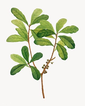 Tree branch in vintage style | Free stock vector - 568183