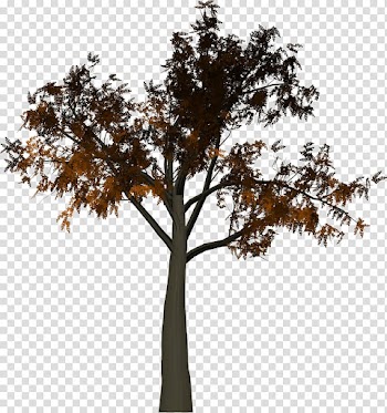 Tree Branch Leaf, tree branch transparent background PNG clipart