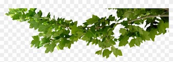 Tree Branch Logo - Tree Branch Png Transparent