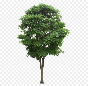 Tree Branch - Mango tree,Greenwood 
