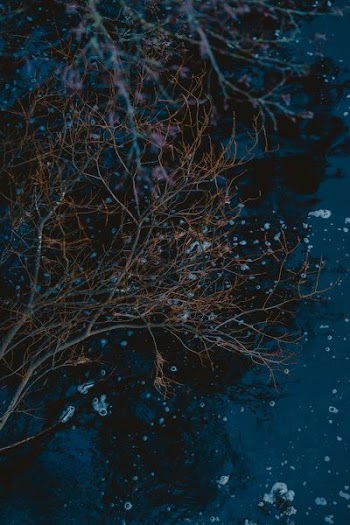 tree branch on body of water