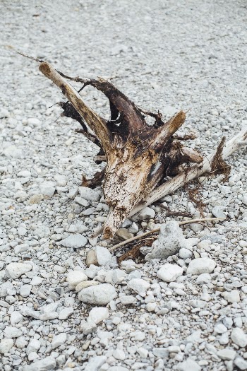 Tree Branch on Gravel