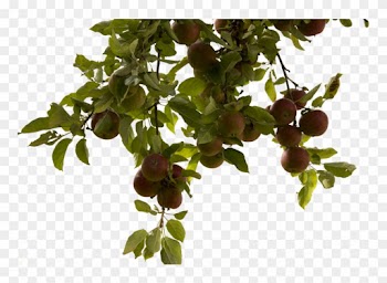Tree Branch Png Photos - Apple Tree Branch Png