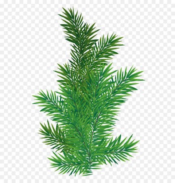 Tree Branch Scots pine - Pine Branch PNG Picture 