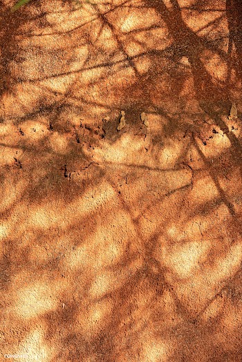 Tree branch shadow on a grunge wall | Free  photo - 2263709