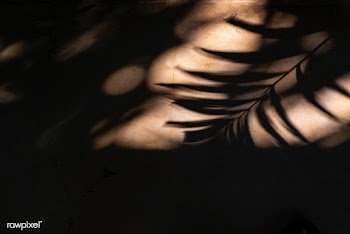 Tree branch shadow on a grunge wall | Free  photo - 2264093