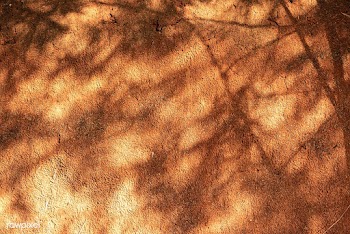 Tree branch shadow on a grunge wall | Free  photo - 2264112