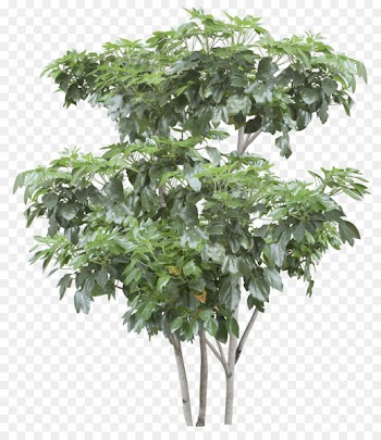Tree Branch Shrub Image Portable Network Graphics - bonsai pine tree 