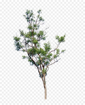 Tree Branch Sticker - PNG Tree Picture 
