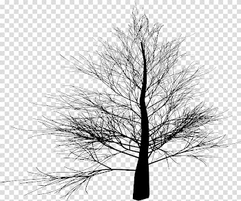 Tree Branch , tree transparent background PNG clipart