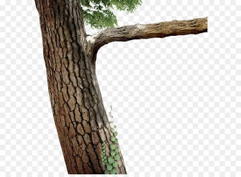 Tree Branch Twig - Trees 