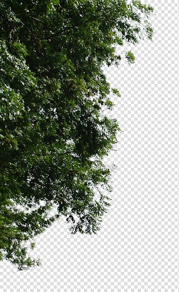 Tree Branch Wall, watercolor cactus transparent background PNG clipart