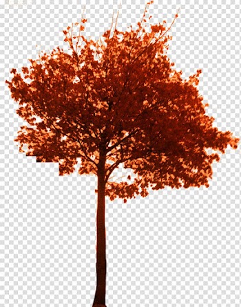 Tree Branch Woody plant Bonsai Twig, falling transparent background PNG clipart