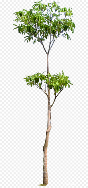 Tree Branch Woody plant Trunk - arboles 