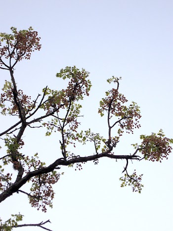 Tree_Branches_2000 (4).JPG